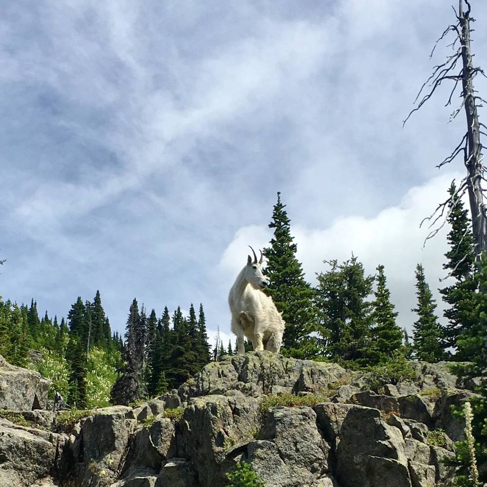 Meet your Posher, Lisa